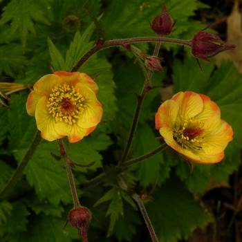 Гравилат Geum ‘Tequila Sunrise’